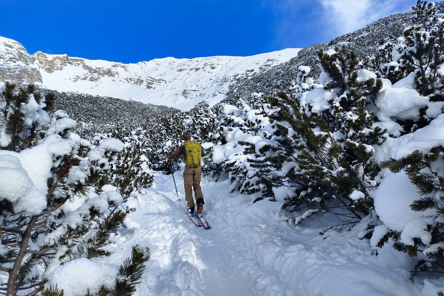 Kampf durch die Latschen. Foto: Simon Widy