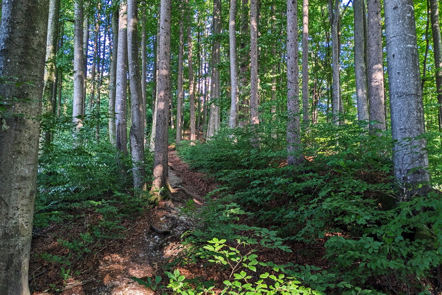 Hier führt uns ein Wanderweg vergleichsweise steil bergauf, zum Teil sind Stufen als Erleichterung gebaut. Der ganze Wald verspricht auch im Herbst wunderschön zu sein, es gibt viele Laubhölzer! Foto: Thomas Obermair