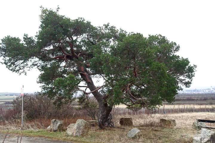 Aussichtspunkte und Rastplätze. Foto: Gerold Petritsch