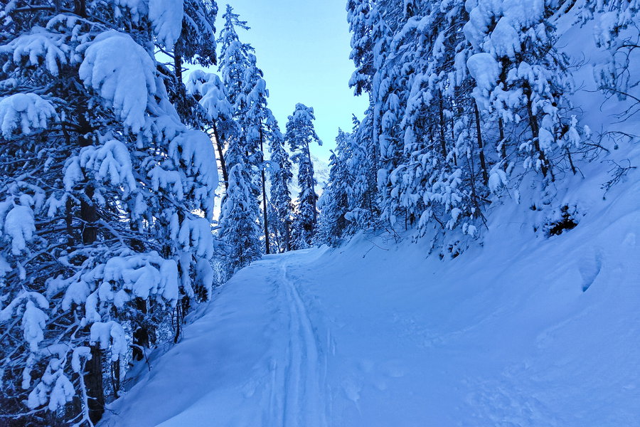 Im Wald zurück zur Talstation der Serlesbahnen. Foto: Simon Widy
