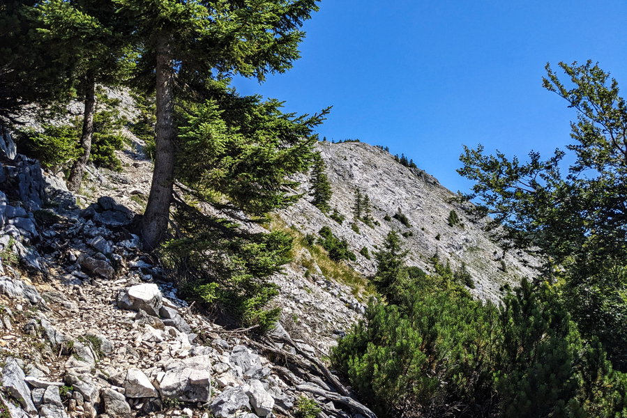 Etwas länger zieht sich noch der Weg hinauf zum Dachsteinblick. Über anderes Terrain und mit viel Sonne nähern wir uns dem ersten Hochplateau des Höllengebirges. Und mit Wanderlust in den Beinen ist der Weg dann doch gar nicht so weit! Foto: Thomas Obermair