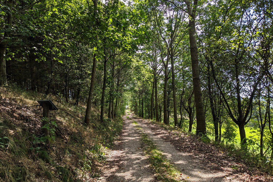 Der Asphalt wird bald von einer Schotterstraße abgelöst, die freie Wiese durch einen Laubwald. Bis wir… Foto: Thomas Obermair