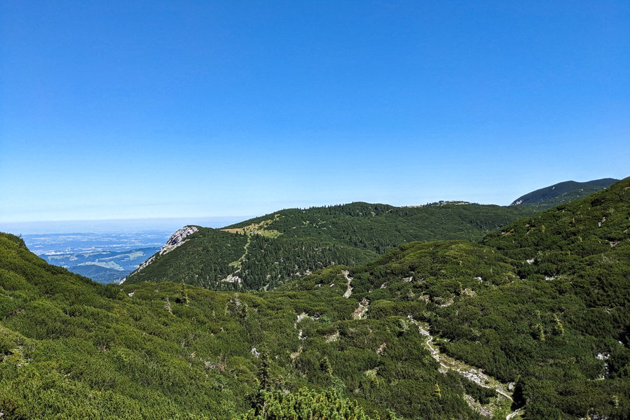 Der Abstieg setzt sich in nördlicher Richtung fort, durch die Latschen folgt zuerst ein kurzes Bergauf/Bergab. In der Senke vor der Lichtung im Hintergrund beginnt der steilere Teil unseres Abstieges. Foto: Thomas Obermair