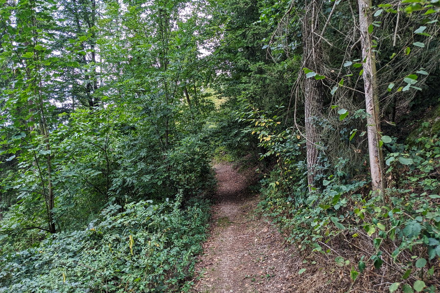 Der größte Teil des Bierlehrpfades geht allerdings flach bergab und befindet sich im Wald. Foto: Thomas Obermair