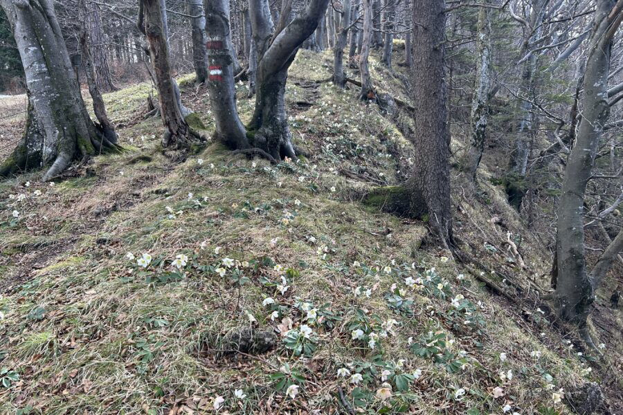 Schneerosenzauberwald. Foto veronika Schöll