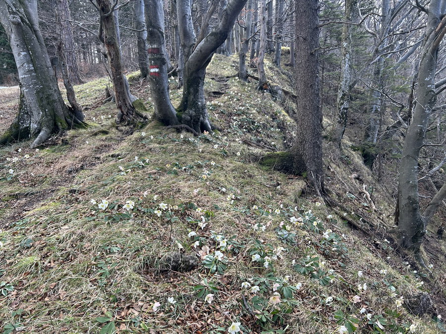 Schneerosenzauberwald. Foto veronika Schöll