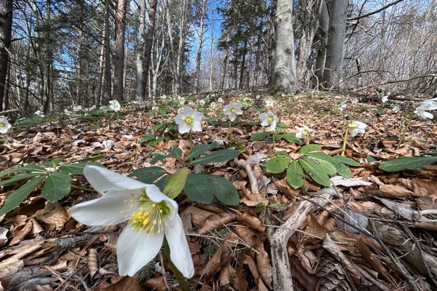 Helleborus Niger. Foto Veronika Schöll