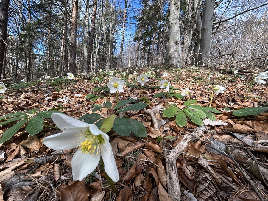 Helleborus Niger. Foto Veronika Schöll