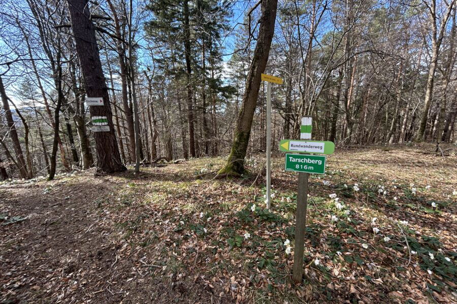 Tarschberg und Schneerosen. Foto Veronika Schöll