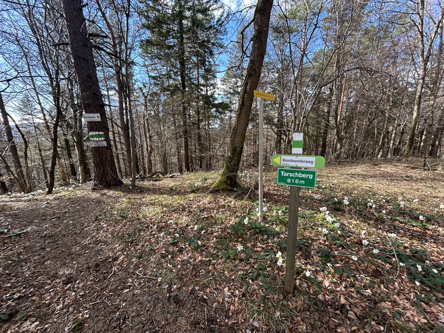 Tarschberg und Schneerosen. Foto Veronika Schöll