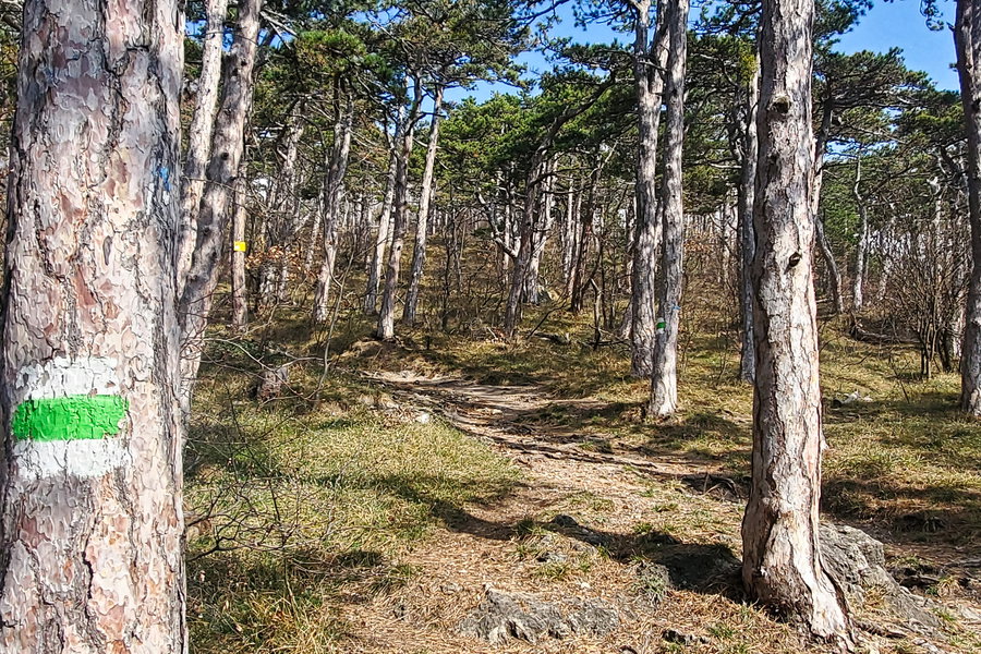 Der Weg hinunter nach Vorderbrühl mit Grüner Markierung. Foto: Linda Prähauser