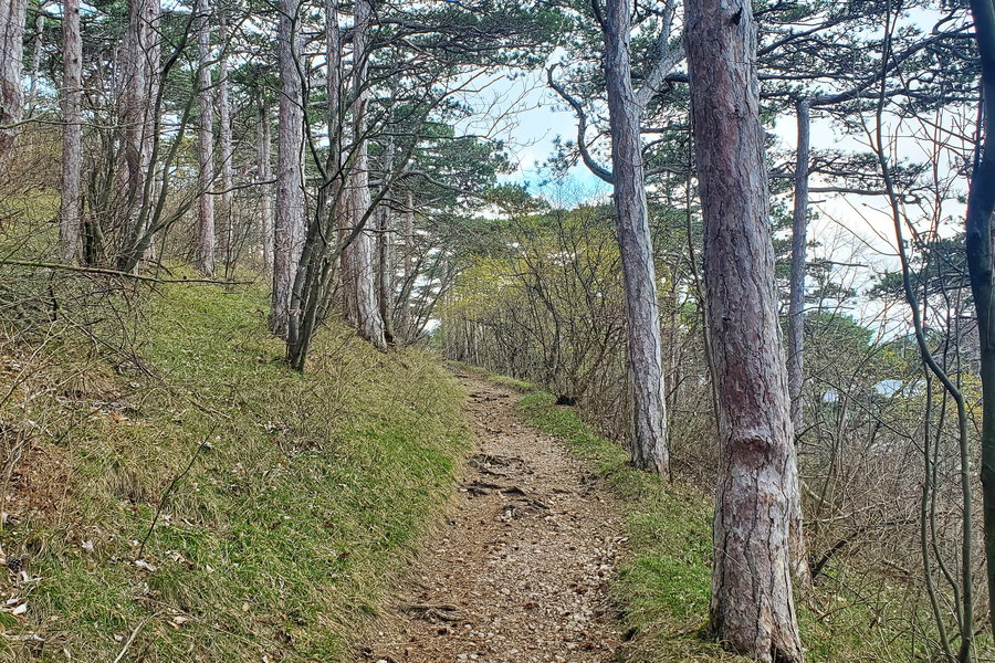 Weg hinauf zum Alexandraberg. Foto: Linda Prähauser