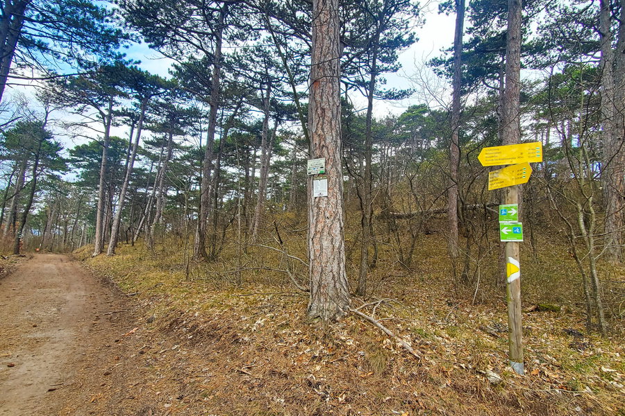 Forststraße nach Hinterbrühl . Foto: Linda Prähauser