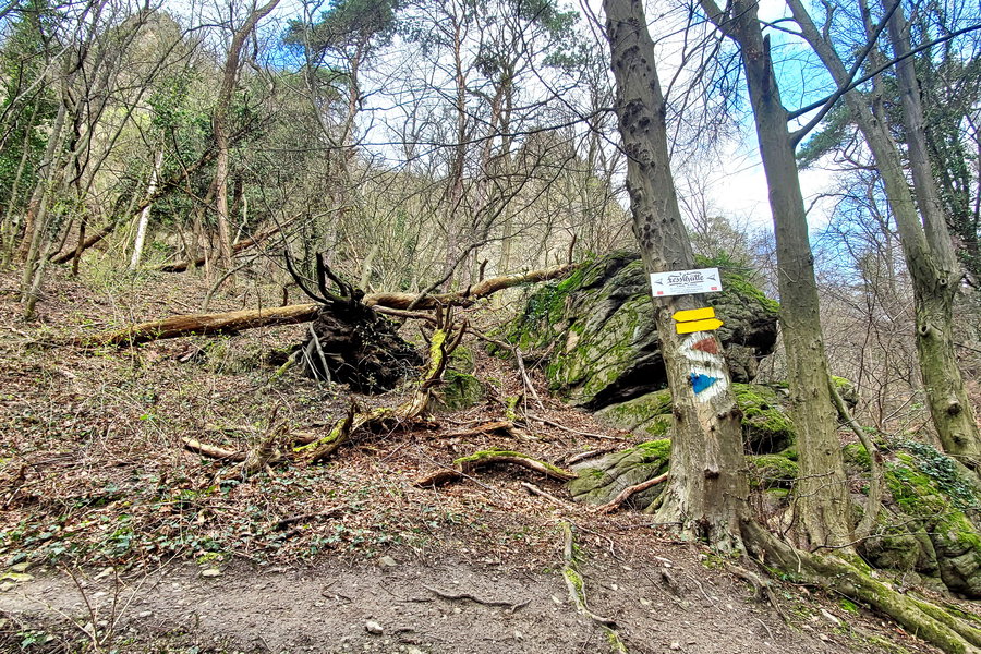 Nach etwa 100 Metern gelangt man von der Straße in den Wald. Von hier folgen wir der roten Markierung bergauf. Foto: Linda Prähauser