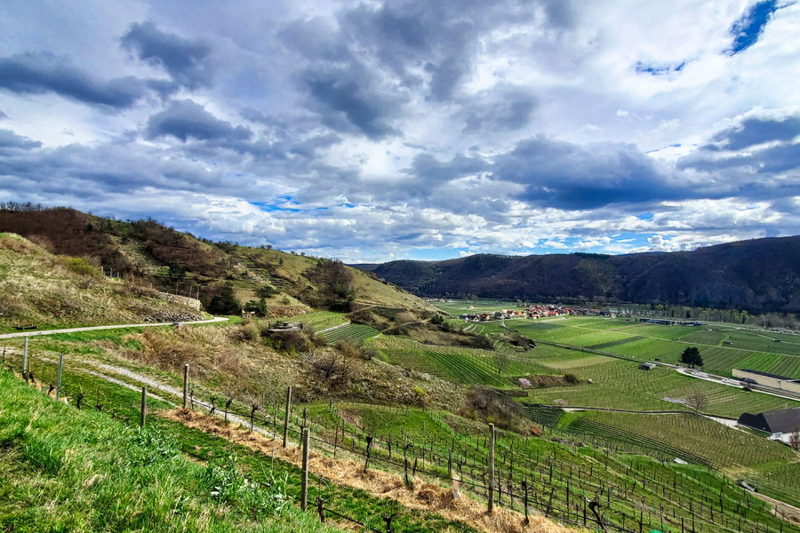 Den Weinbergen entlang geht es sanft hinauf und hinter über (meistens) eine Asphaltstraße. Foto: Linda Prähauser