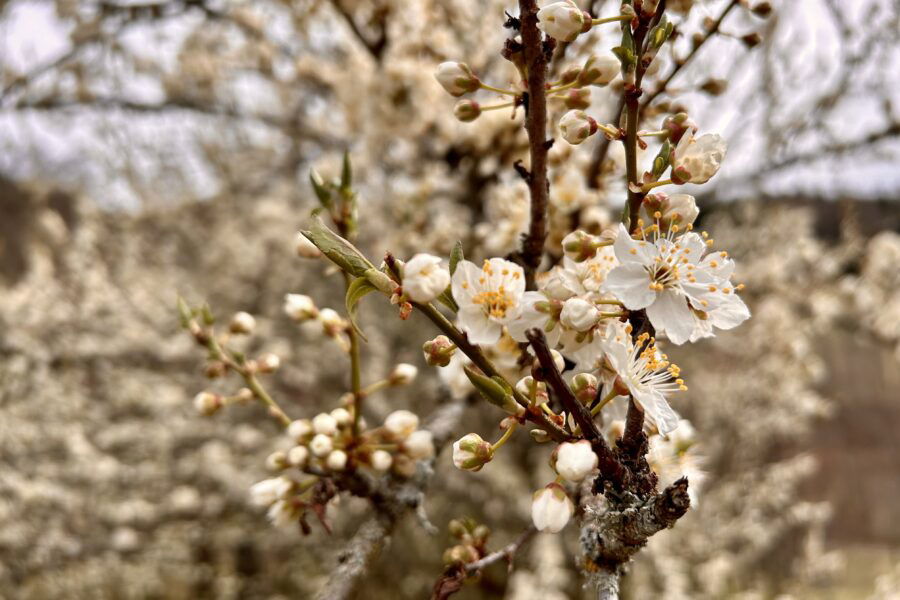 Im Grubenfranzl seinem Obstgarten. Foto Veronika Schöll