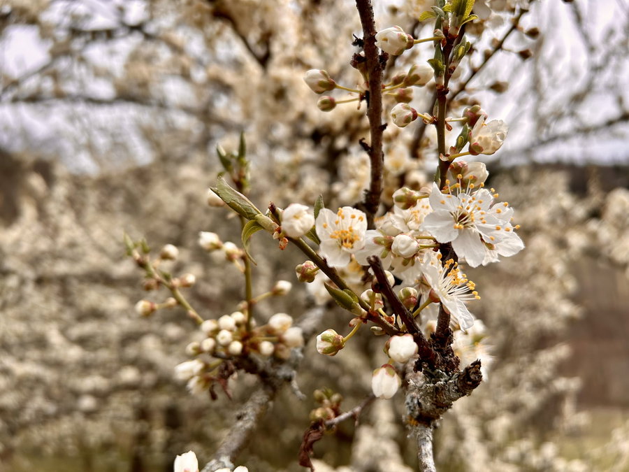 Im Grubenfranzl seinem Obstgarten. Foto Veronika Schöll