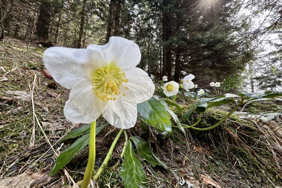 Frisches in Grüngelbweiß. Foto Veronika Schöll