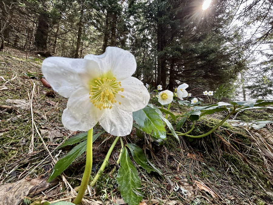 Frisches in Grüngelbweiß. Foto Veronika Schöll