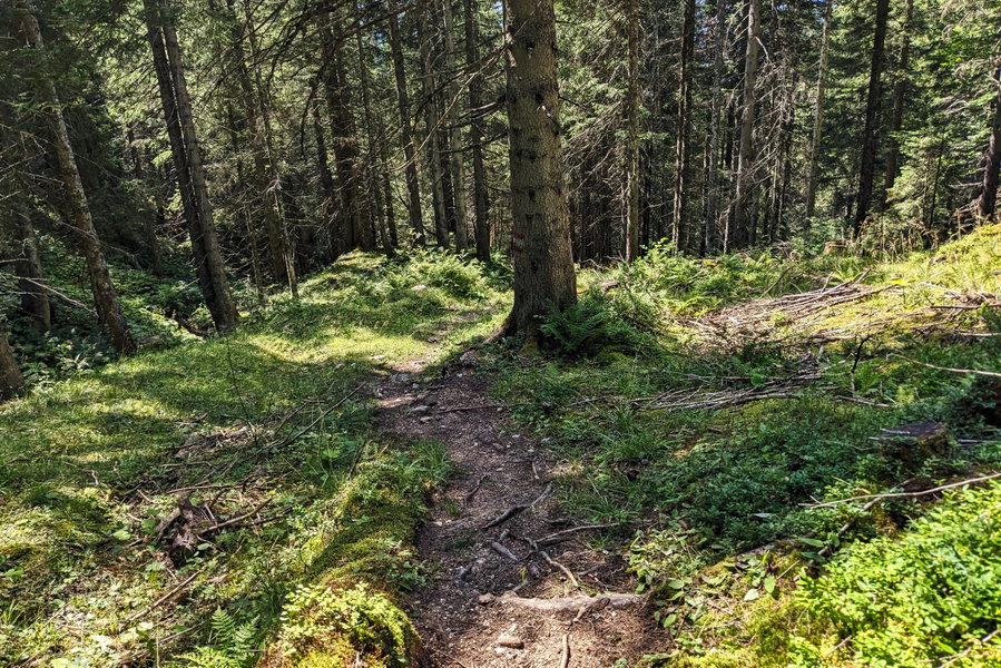 Schöne Wanderwege führen einen die meisten Höhenmeter von der Rossalm hinunter. Foto: Thomas Obermair