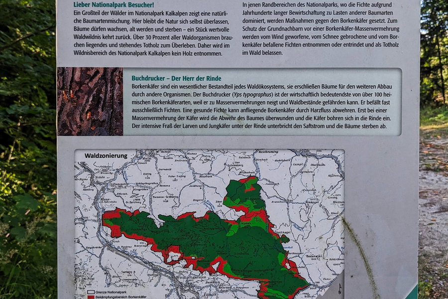 Die Bundesforste und der Nationalpark Kalkalpen machen auf ihre naturnahe Forstwirtschaft aufmerksam, und auf das immer größer werdende Problem der Massenvermehrung des Buchdruckers. Extremwetterereignisse (Baumwurf) und Trockenstress spielen ihm in die Karten. Foto: Thomas Obermair