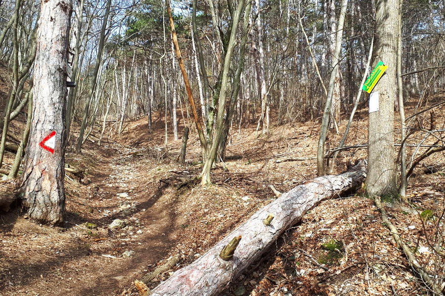 Abzweigung zum Pfaffstättner Kogel. Foto: Gerold Petritsch