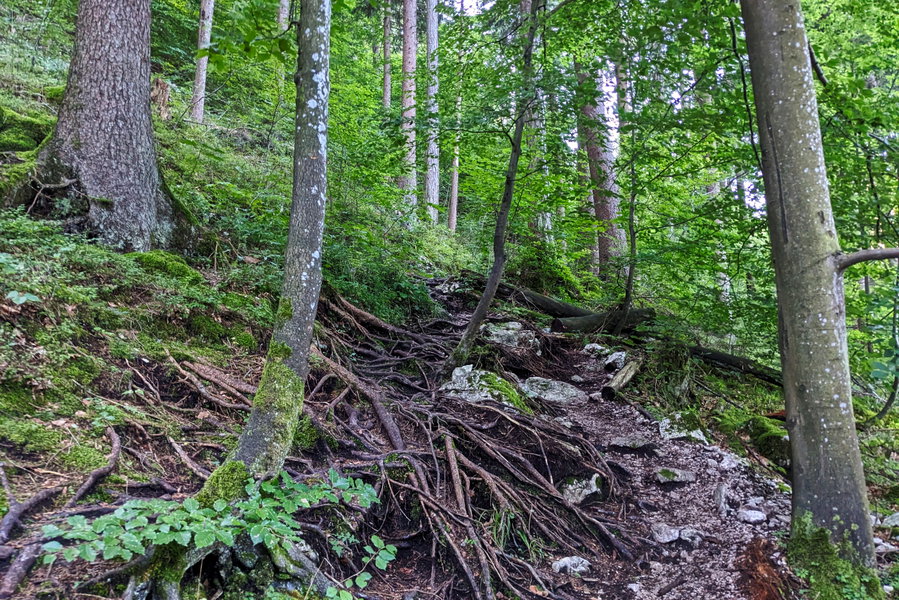 Und so geht es zu Beginn hinauf, über Stock und Stein. Durchgehend ist der Weg gut ausgetreten. Foto: Thomas Obermair