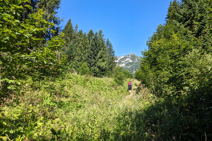 Abseits der Forststraße, zwischen Wald und Wiese, zeigt sich das erste Mal der Gipfelaufbau des Plassen. Foto: Thomas Obermair