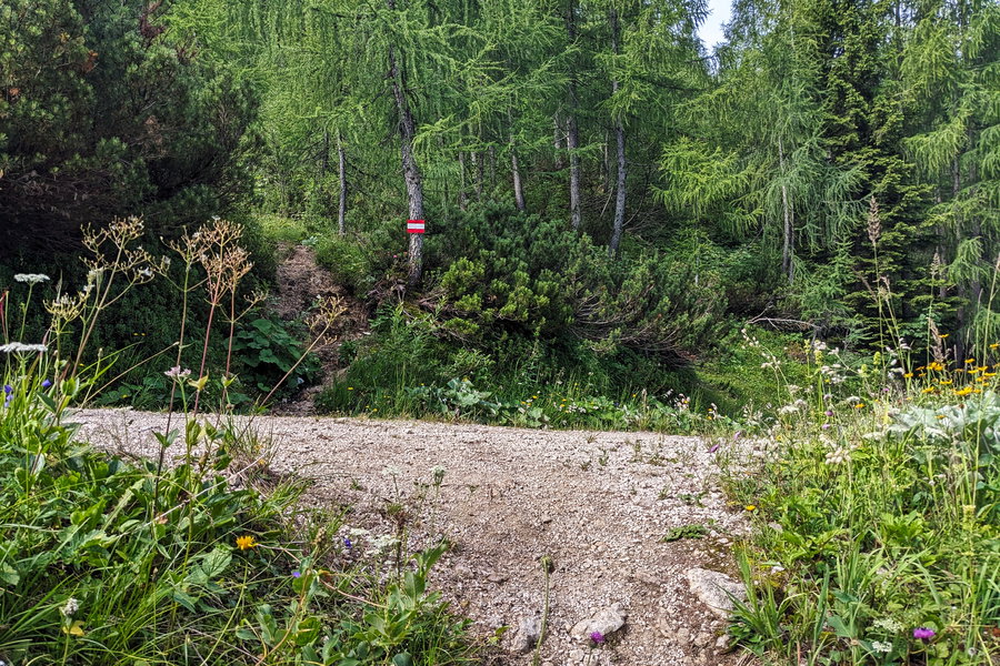 Selten kreuzen wir eine Forststraße, hier zum letzten Mal. Links gelangt man zum Sendemasten, geradeaus zum Spering. Foto: Thomas Obermair