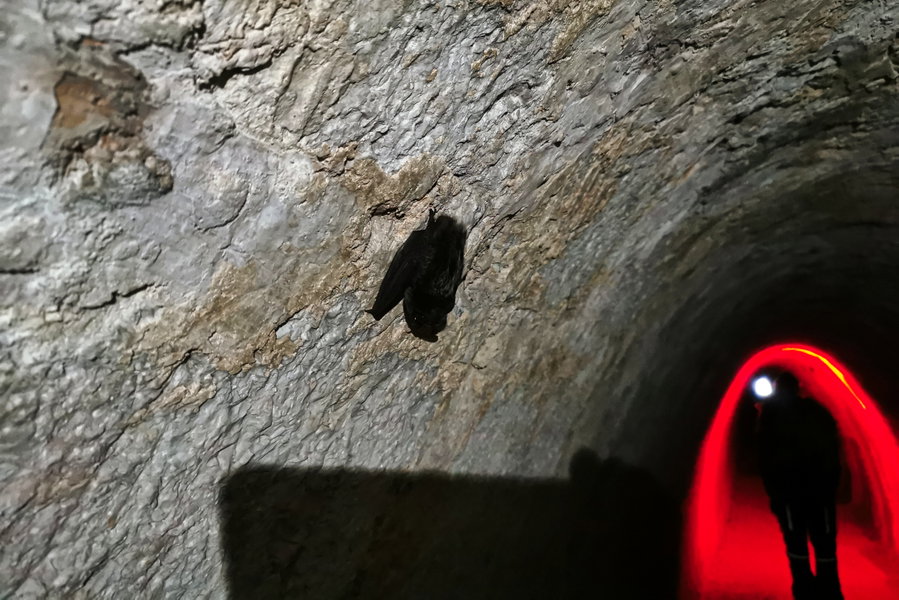 Achtung Fledermaus - zügig weitergehen! Foto: Tina Lin.