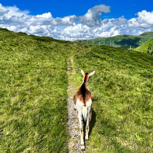 Die Wanderziege. Foto: Birgit Matzinger