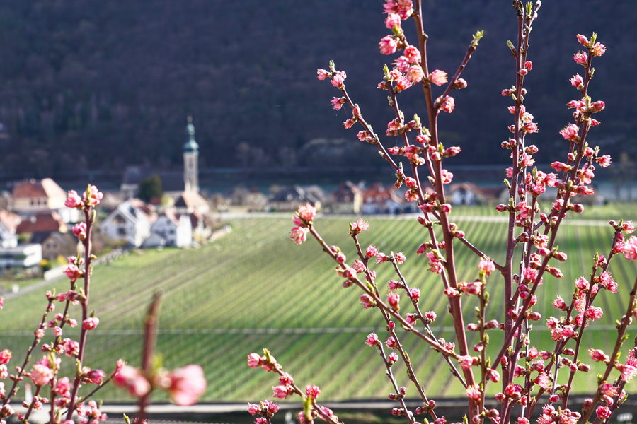 Frühlingsgefühle mit Blick auf Unterloiben. Foto: Linda Prähauser