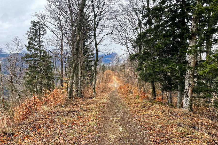 Weg zum Loiseck. Foto: Ursula Trübswasser