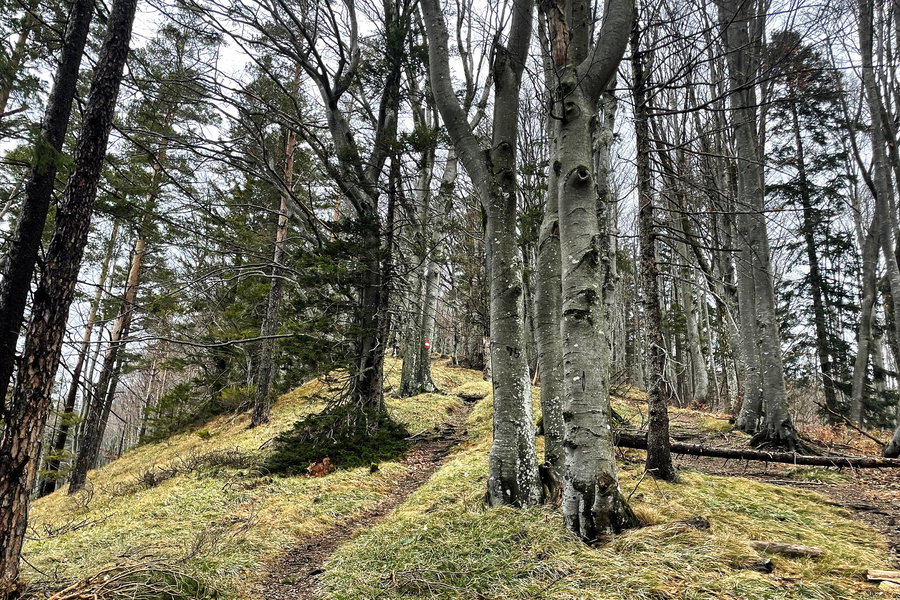 Das letzte Stück bergauf. Foto: Ursula Trübswasser