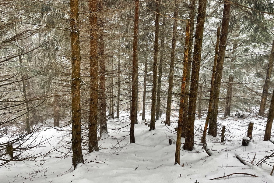 Waldweg vom Unterberg hinunter. Foto: Ursula Truebswasser