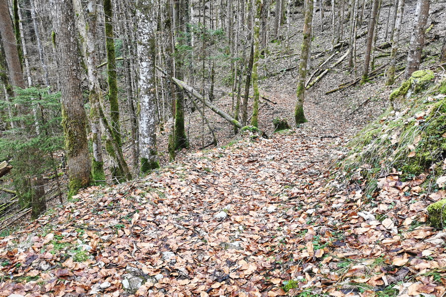 Weg durch den Wald am Larosbach. Foto: Tina Lin