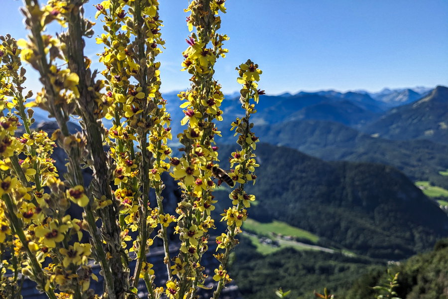 Eine Biene - die Art können wir auch nicht benennen, ebenso wenig das wunderbar blühende Kraut. Foto: Thomas Obermair