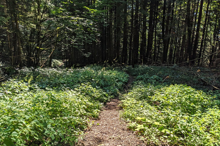 Und nochmal ein gutes Stück später machen wir eine scharfe Linkskurve, um nicht den ganzen Weg zurück zur Ewigen Wand zu gehen. Hier ist die Abzweigung zu sehen. Foto: Thomas Obermair