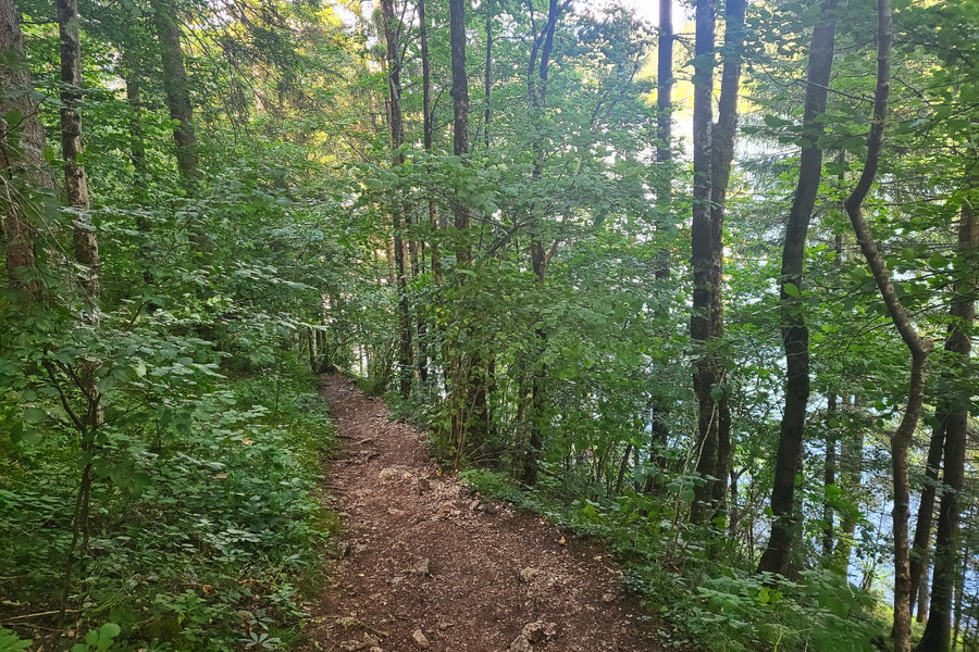 Endlich schimmert der See durch den Wald! Weit kann es jetzt nicht mehr sein! Foto: Anna, POW AT