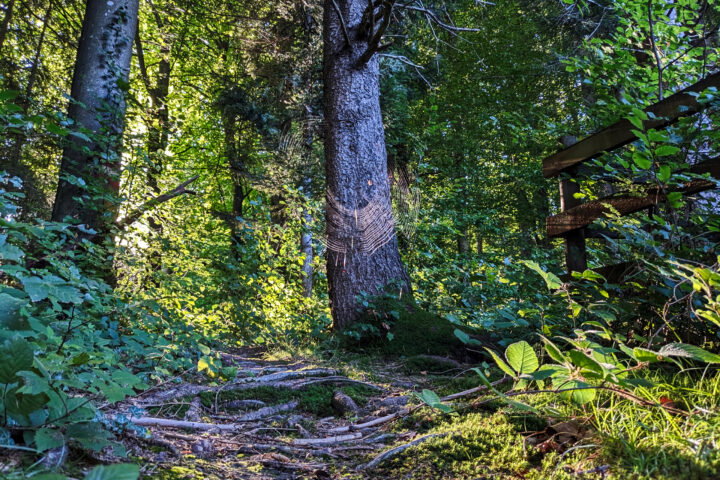 Foto: Thomas Obermair