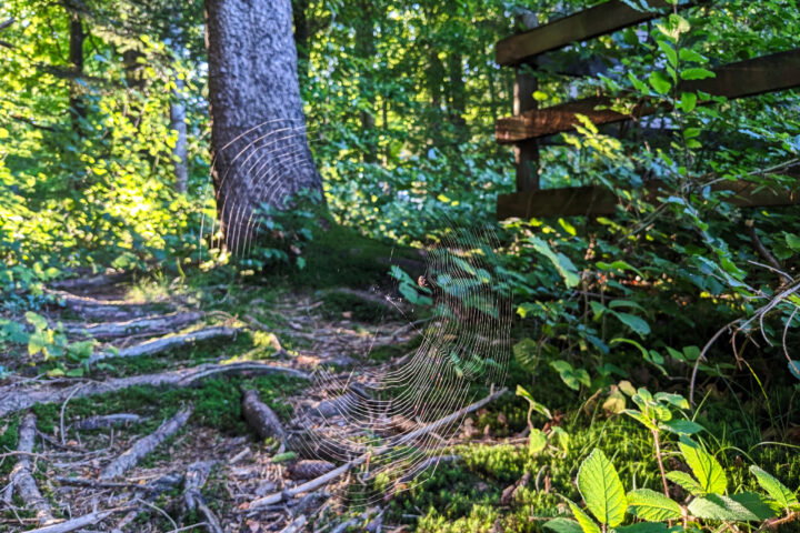 Foto: Thomas Obermair