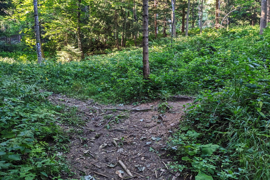 Diese Kreuzung prägen wir uns ein, im Aufstieg wählen wir den hier rechten Weg zum Schober. Später wandern wir über den hier linken Weg in Richtung Mondsee mit dem Zwischenziel Theklakapelle - Wegweiser vorhanden. Foto: Thomas Obermair