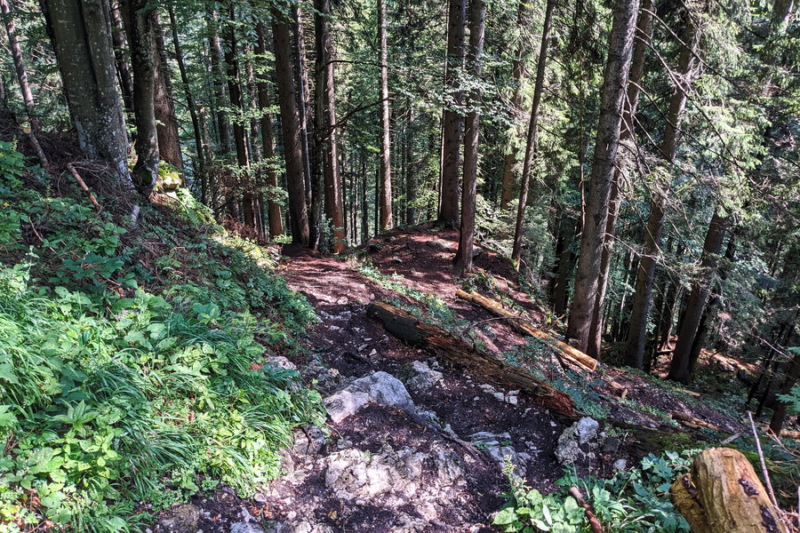 Zu Beginn ist der Obermoossteig wirklich steil, die Bäume bieten eine gute Bremsmöglichkeit. Achtung, bist du zu schnell, tut diese Bremse weh! Foto: Thomas Obermair