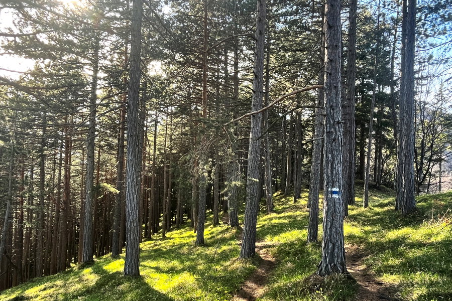 Immer weiter durch den Wald. Foto: Birgit Matzinger
