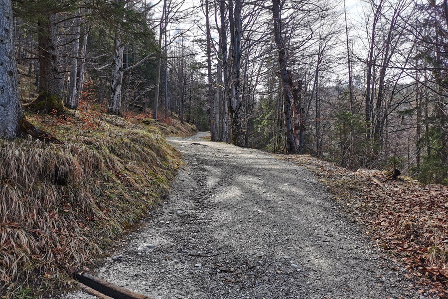Breiter Weg durch Buchenmischwald. Foto: Tina Lin