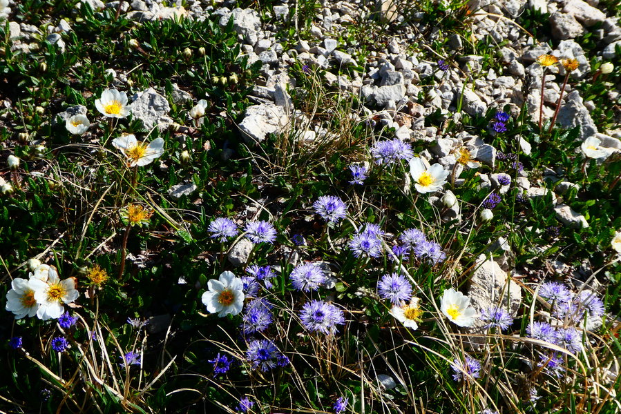 Kugelblume und Silberwurz. Foto: Karl Plohovich