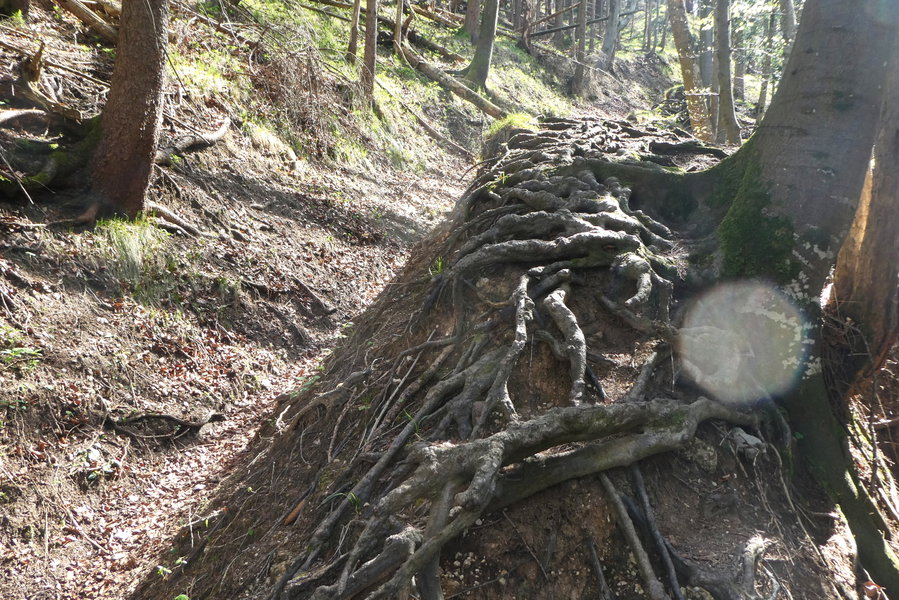 Wurzelgeflecht oder tiefes Buchenlaub? Je nach Witterung und Vorliebe... Foto: Karl Plohovich