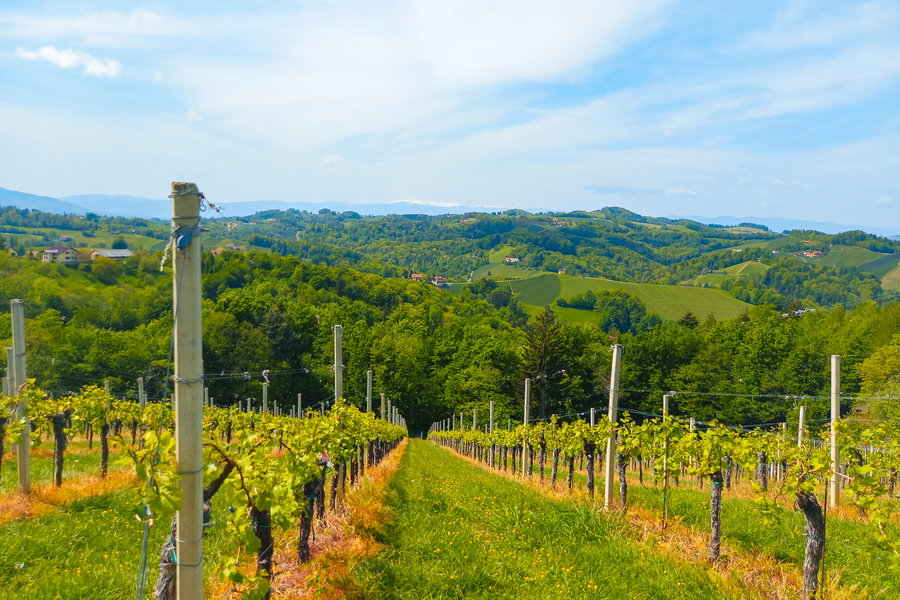 Blick über die Weinberge bis zur Koralpe. Foto: Martina Friesenbichler
