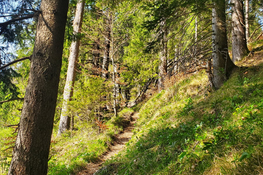 Ruhiger und schmaler Waldweg hinauf zur Gemeindealpe. Foto: Linda Prähauser