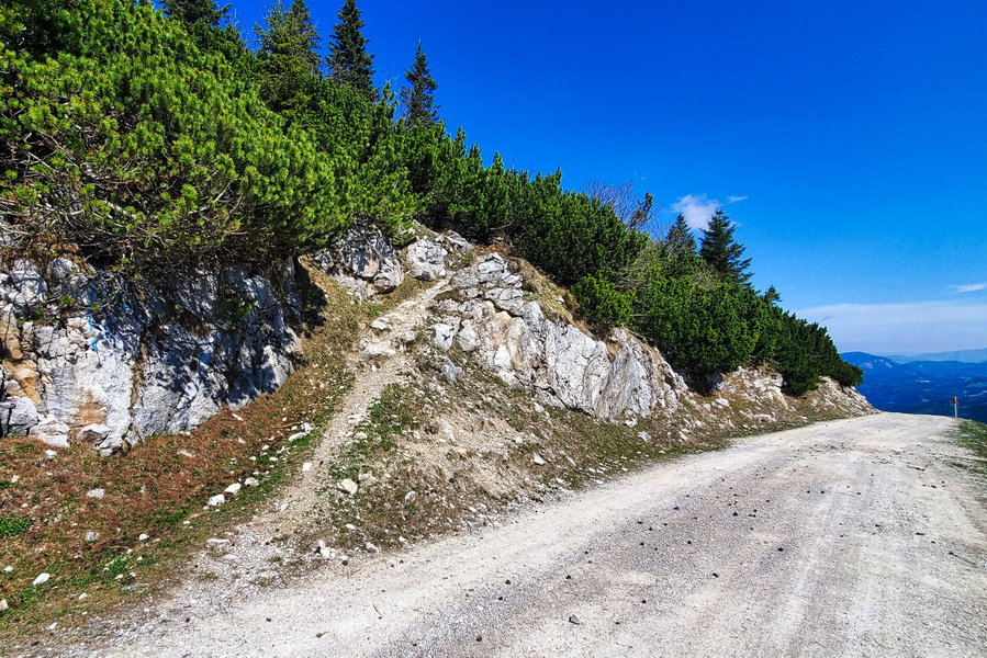 Querung „Mulisteig“ und Forststraße – für mich ging es weiter hinauf auf dem „Mulisteig“. Foto: Linda Prähauser